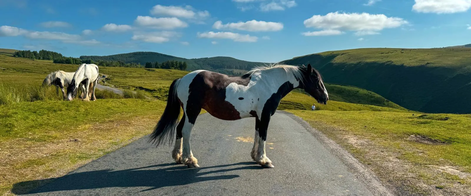 Horses on a remote road during location scouting